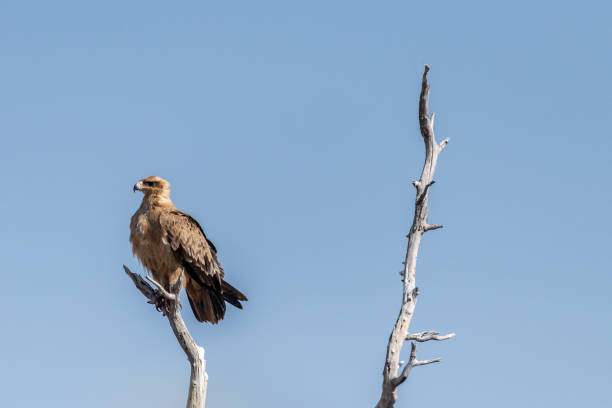 istock Tawny Eagle in Etosha 1488529926
