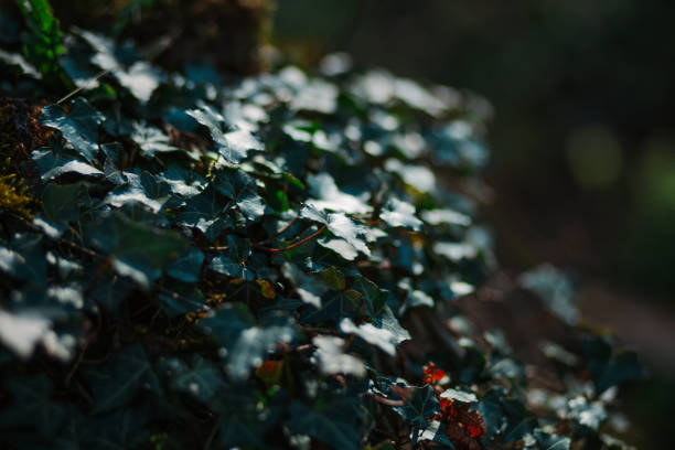Dark green ivy plant. Natural texture background