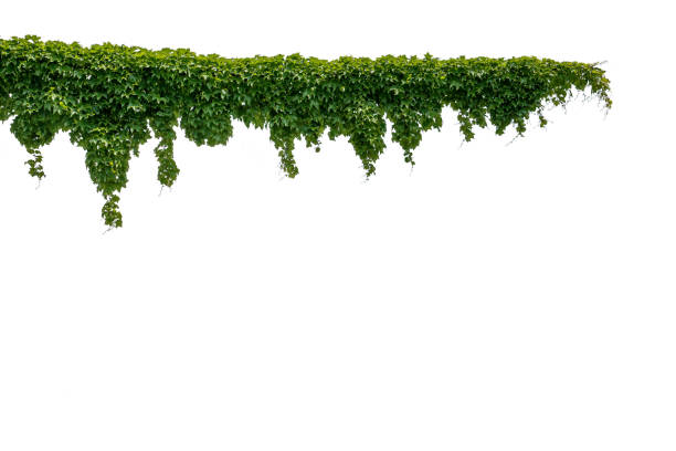 istock Cutout ivy with lush green foliage 1488530332