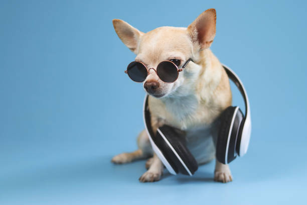 青の背景にサングラスをかけ、首にヘッドフォンを着た茶色のチワワ犬。 夏の旅行のコンセプト。
