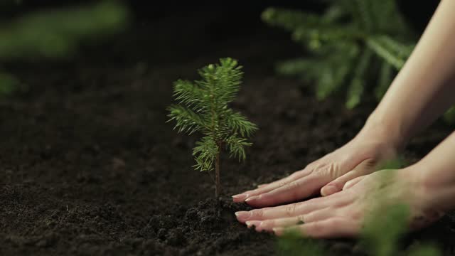 Hands planting spruce tree