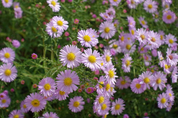 istock rice button aster with light pink flowers in October 1488531800
