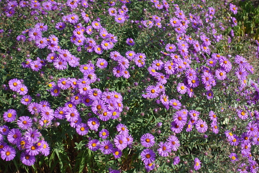 Volume of purple flowers of Symphyotrichum novae-angliae with bees in October