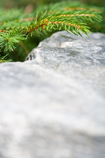 Low pine branch above rock in garden