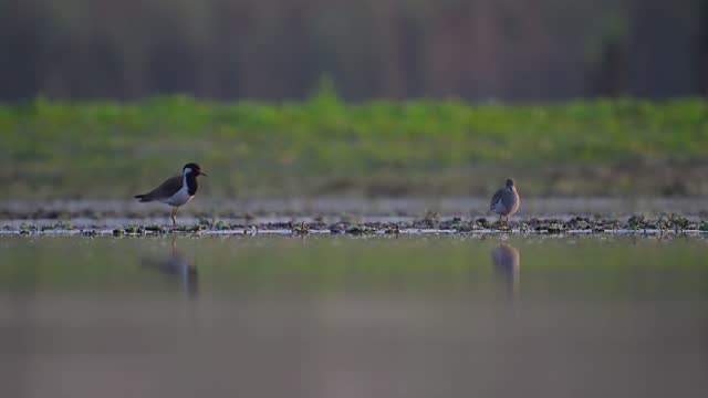 Red-wattled lapwing fighting with Whita tailed Lapwing