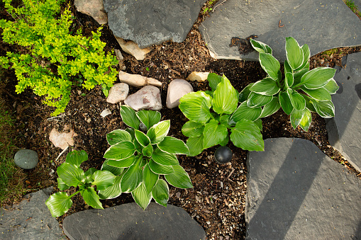 Row of hosts beside stepping stone path.Hosta are widely cultivated as shade-tolerant plants