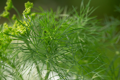 Home grown dill herb up close