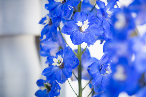 Delphinium is a species of flowering Plant in the buttercup family.
