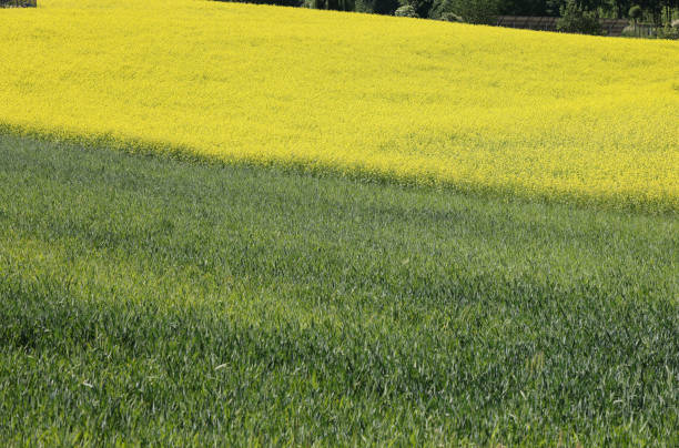 Close op of a golden yellow wheat field with during summer in the Provence, France.