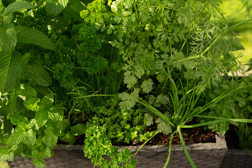 Dark brown Wicker potted herb garden in back yard