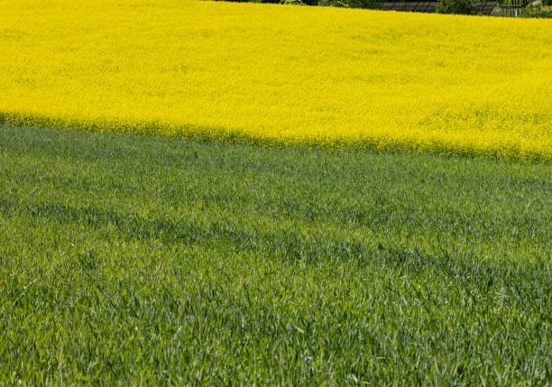 istock Cultivated field with blooming rape in bright yellow color 1488535215
