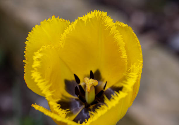 Yellow tulip flower blooming in a garden