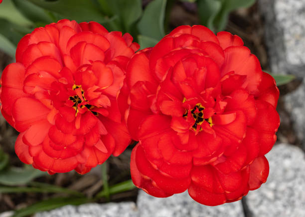 istock red tulips flowers blooming in a garden 1488535300