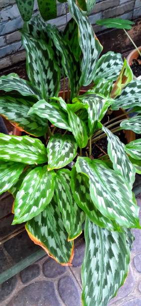 istock Kaempferia Galangal Plant 1488535329