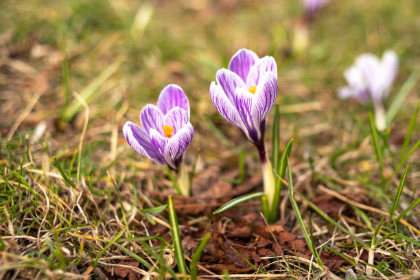 istock Woodland crocuses, Crocus tommasinianus. blooming in spring 1488536541
