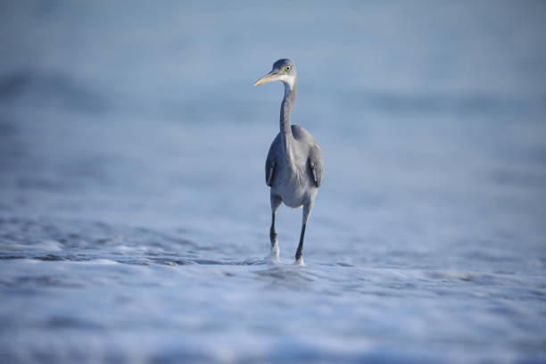 vogelhintergrund. - animal beak bird wading stock-fotos und bilder