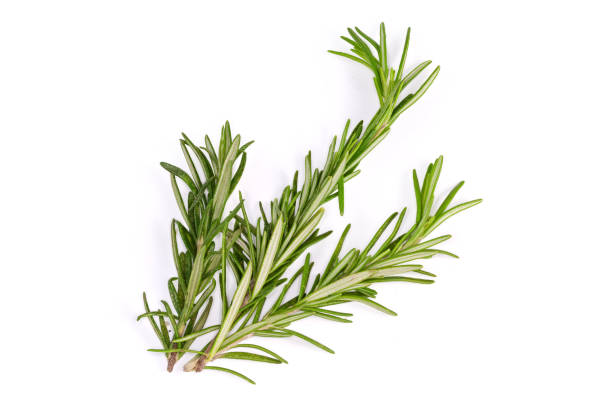 istock Fresh rosemary twigs on a white background 1488537634