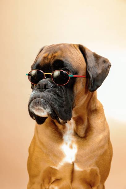 Portret z bliska psa boksera w okularach przeciwsłonecznych. – zdjęcie