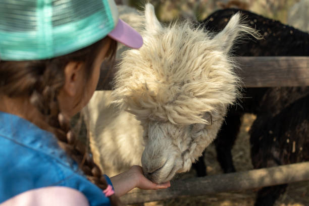 istock White Alpaca close-up, standing in a wooden paddock. 1488538065