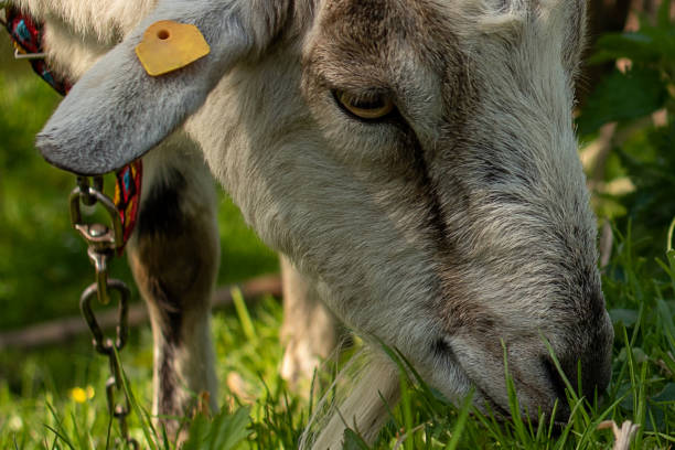 istock Horned goat on a leash eats grass close-up. 1488538240