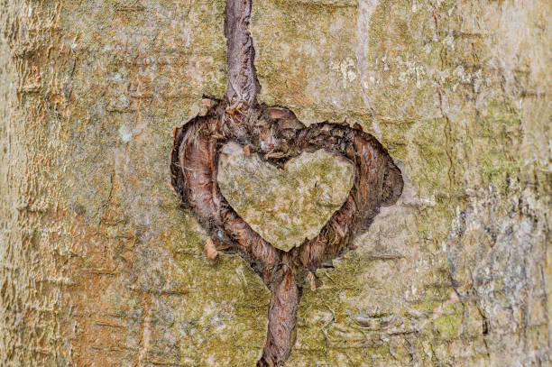 istock A heart carved on a tree trunk 1488539705