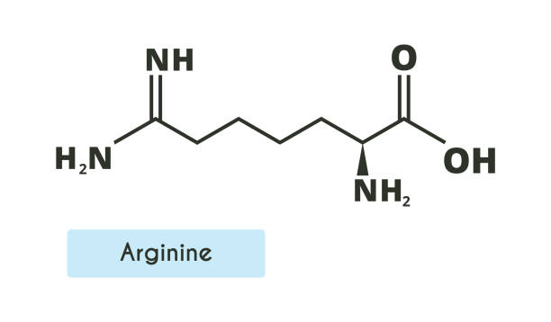 illustrazioni stock, clip art, cartoni animati e icone di tendenza di struttura della molecola di arginina. - arginine