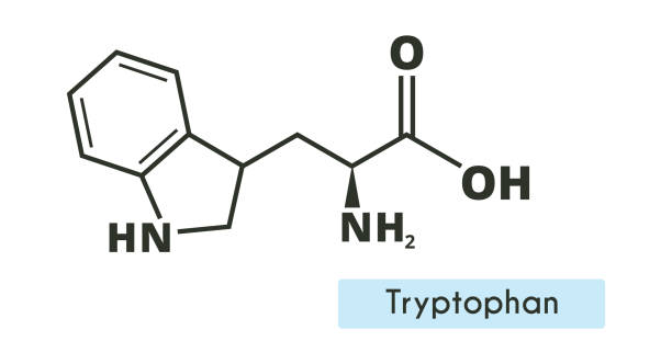 Tryptose Structure 620+ Tryptophan Stock Photos, Pictures & Royalty-Free Images - iStock