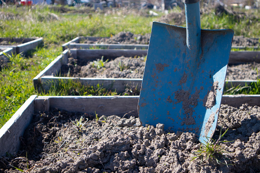 Old rusty wheelbarrow on the ground in the garden. Selective focus.