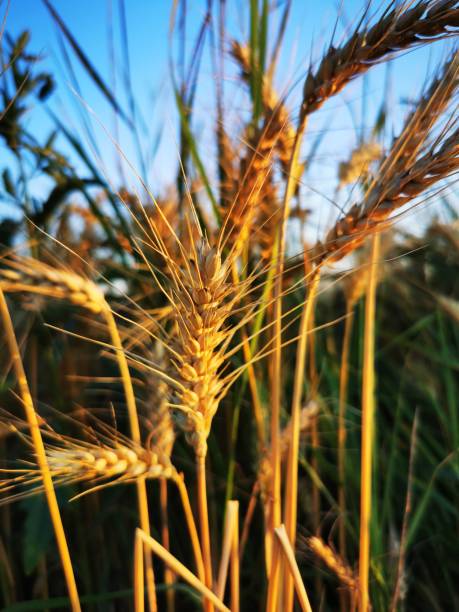 istock Golden grain in the sunset 1488541270