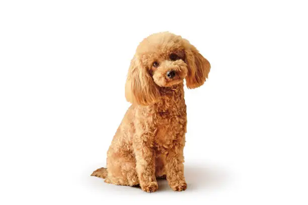 Photo of Cute toy poodle sitting on white background