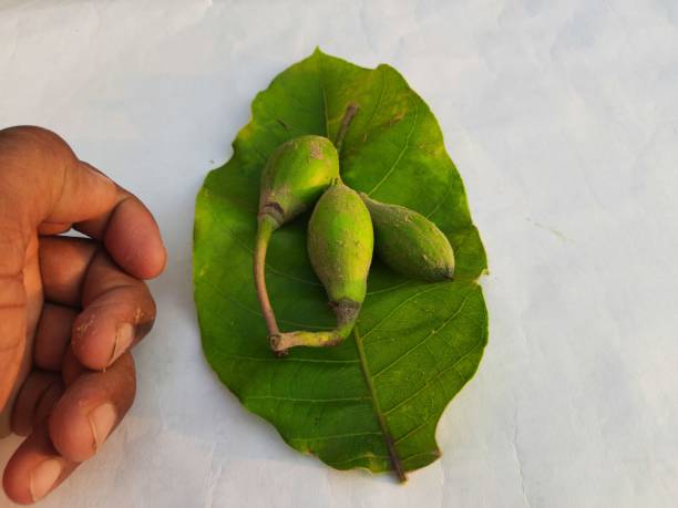 istock Madhuca Longifolia fruits. 1488542708