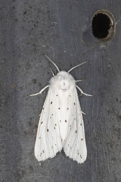 falena ermellina bianca (spilosoma lubricipeda) - ermine moth flash foto e immagini stock