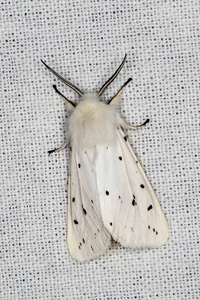 falena ermellina bianca (spilosoma lubricipeda) - ermine moth flash foto e immagini stock