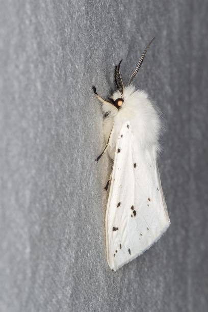 falena ermellina bianca (spilosoma lubricipeda) - ermine moth flash foto e immagini stock