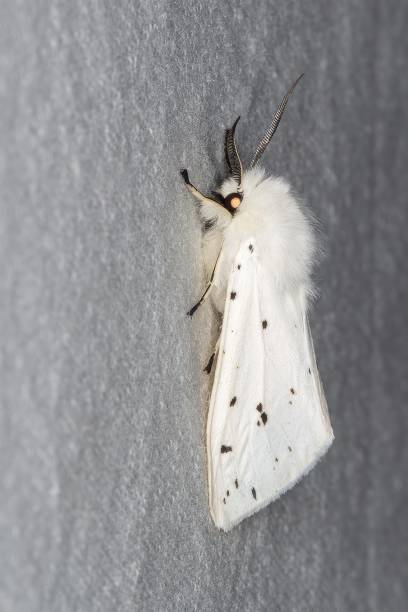ćma biała (spilosoma lubricipeda) - ermine moth flash zdjęcia i obrazy z banku zdjęć