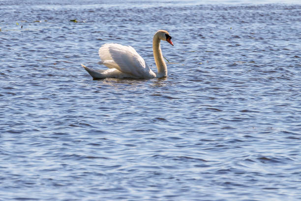 istock Mute swan in a lake 1488544331