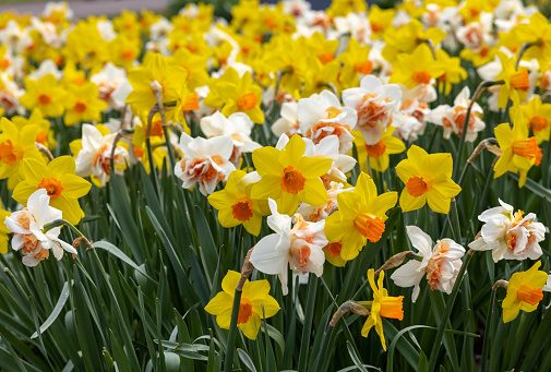 Daffodils are a delightful sight in outdoor spaces, adding a vibrant burst of color to gardens, parks, and meadows.