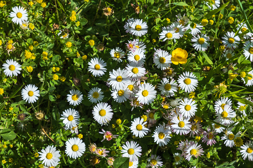 Blooming Daisy flowers on a meadow from above