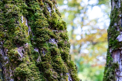 A closeup of tree bark covered in green moss.
