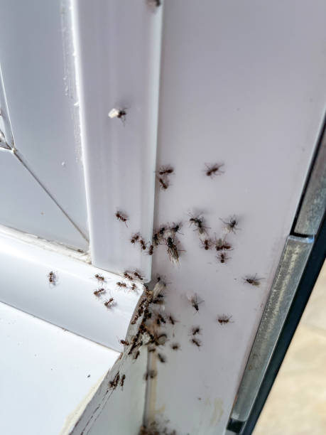 Flying ants on windowsill stock photo