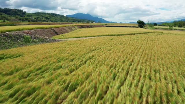Low angle aerial view of green rice paddy field