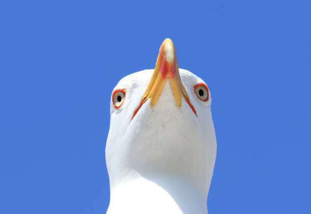 istock Close up of the gull 1488546031