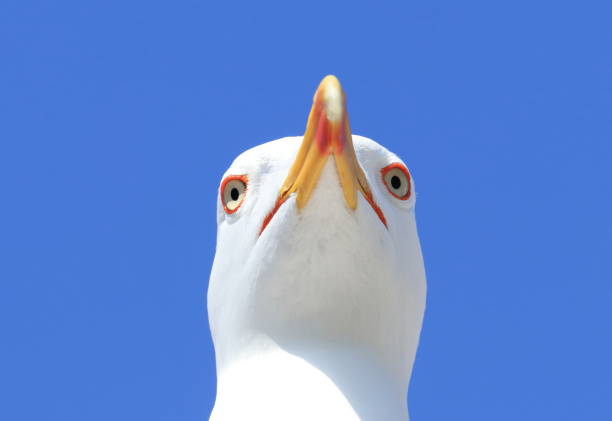Close up of the gull stock photo