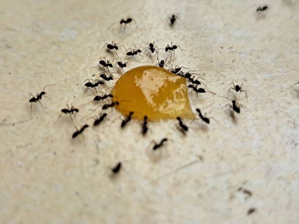 istock Ants Collecting Food 1488546479