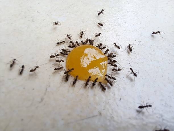 istock Ants Collecting Food 1488546491