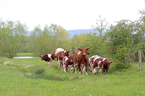 Three cows standing in the green grass in a meadow on a beautiful summer day. The field is surrounded by trees.