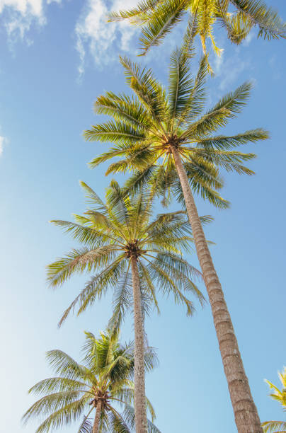 istock Beautiful Port Douglas Sunrise 1488546636