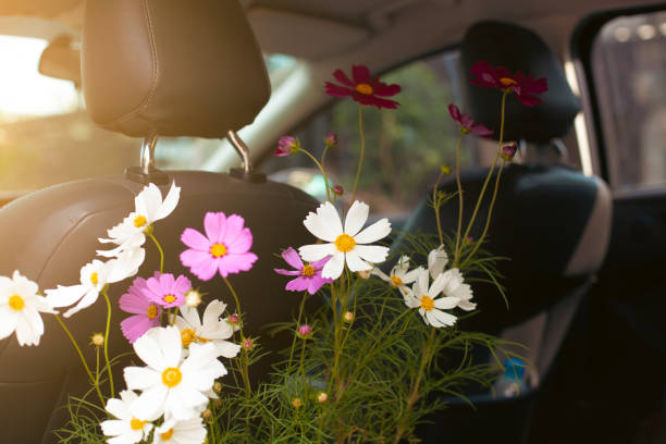 istock multicolored cosmos flowers Placed inside the car, creating a fresh atmosphere in the car 1488547914