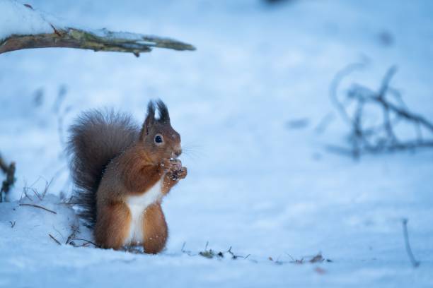 istock Cute small squirrel with a nut against a snow-covered landscape. 1488548109