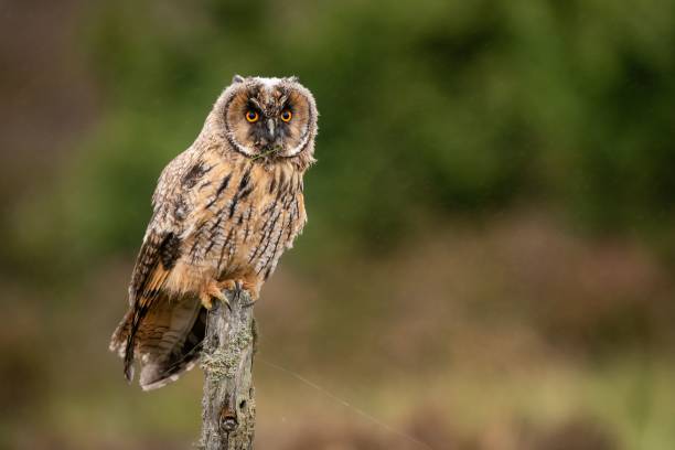 istock Majestic owl perched atop a wooden post in a lush forest environment. 1488548134